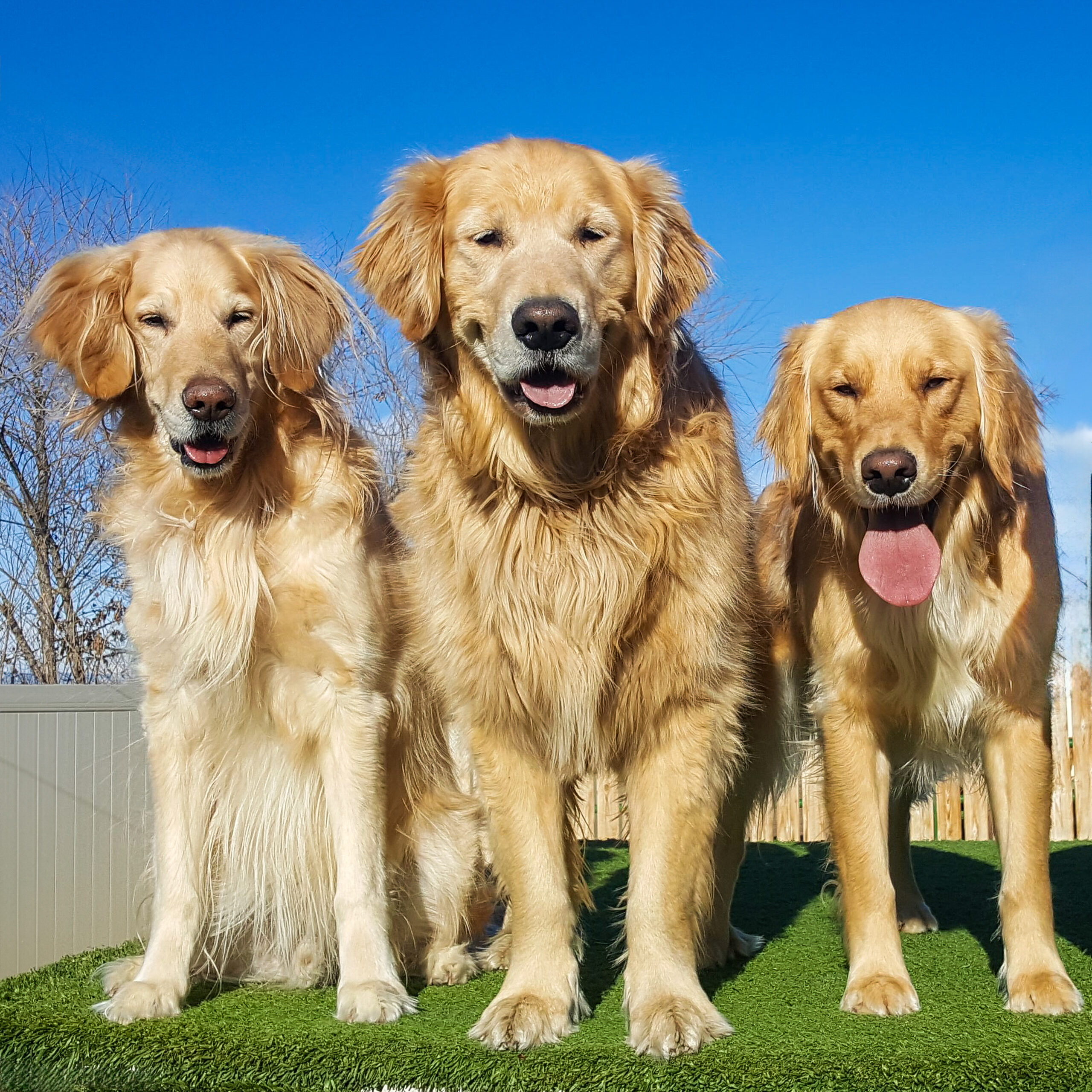 Dog-Boarding